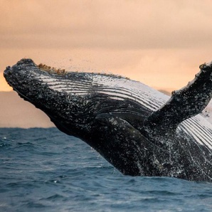 Papermoon Fototapete Humpback Whale, glatt