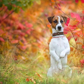 Papermoon Fototapete Hund in Natur