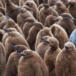 Papermoon Fototapete KÖNIG PINGUIN UND KÃƒÅ’KEN-FALKLAND INSEL TIERE VÖGEL MEER