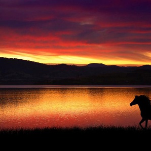 Papermoon Fototapete Pferd in landschaft