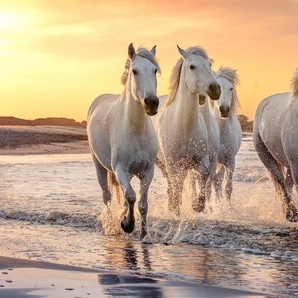 Papermoon Fototapete PFERDE-CAMARGUE GALLOP STRAND MEER TIERE KÜSTE PROVENCE