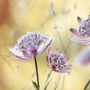 Papermoon Fototapete Photo-Art MANDY DISHER, ASTRANTIA-MAJOR