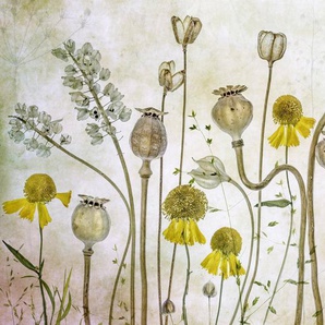 Papermoon Fototapete Photo-Art MANDY DISHER, MOHNBLUMEN UND HELENIUM