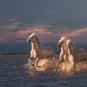 Papermoon Fototapete Photo-Art ROSTOVSKIY ANTON, ANGELS VON CAMARGUE