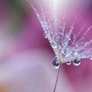 Papermoon Fototapete PUSTEBLUME-LÖWENZAHN ABSTRAKT TROPFEN MAKRO FANTASIE