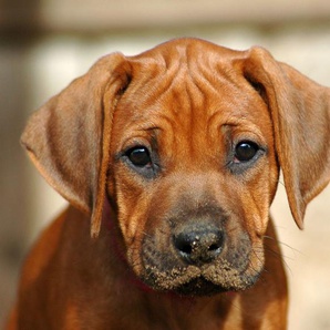 Papermoon Fototapete Rhodesian Ridgeback Welpe