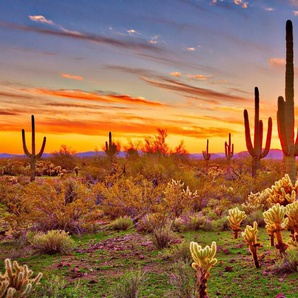 Papermoon Fototapete Saguaros Sunset Phoenix, glatt