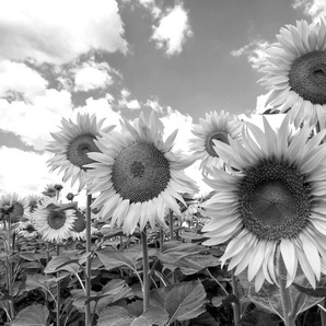 Papermoon Fototapete Sonnenblumen Schwarz & Weiß