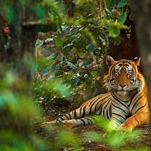 Papermoon Fototapete Tiger im Wald