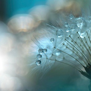 Papermoon Fototapete Zen Wassertropfen mit Blume Makro