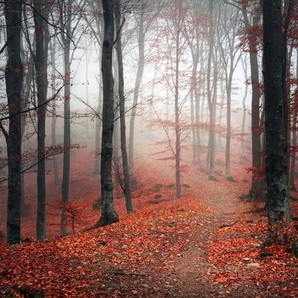 queence Leinwandbild Herbstwald, Baumbilder, Bäume (1 St), Akustikbild mit sehr guten Schallabsorptions-Eigenschaften