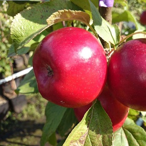 Säulenapfel Jarle®, 5 Liter Container, ca. 80 cm