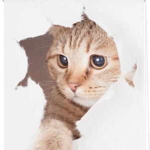 Seitenzugrollo Klemmfix Digital Katze, LICHTBLICK ORIGINAL, verdunkelnd, ohne Bohren, freihängend, Klemmfix, bedruckt