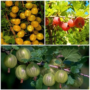 Stachelbeere »Hinnonmäki®», »Hinnonmäki®« und »Invicta®«, 3 Stämmchen je rot, grün und gelb