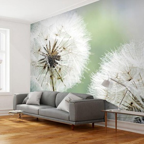 Tapete Zwei große Pusteblumen 2,7 m x 350 cm