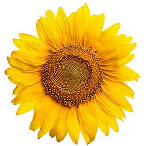 Wandaufkleber Blühende Sonnenblume