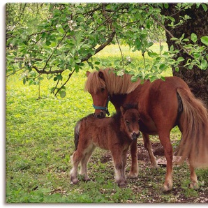 Wandbild ARTLAND Pony - Mutterglück Bilder Gr. B/H: 120 cm x 80 cm, Leinwandbild Haustiere, 1 St., grün Kunstdrucke als Alubild, Outdoorbild, Leinwandbild, Poster, Wandaufkleber