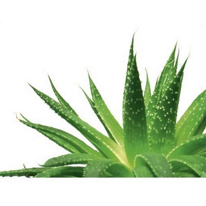 Wandtattoo Aloe Vera