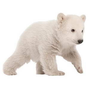 Wandtattoo Polar Bear Baby