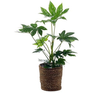Zimmerpflanze »Fatsia« mit Topf - Grün -