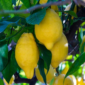 Zitronenbaum - gelb -