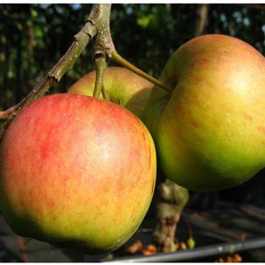 Zwergapfelbaum »Cox Orange«, 1,8 - 2 Meter Wuchshöhe, mittelgroße Früchte, süß-aromatisch